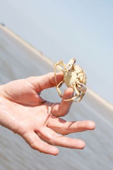 Hand holding crab