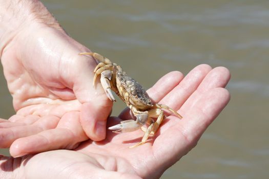 Hand holding crab