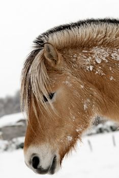 a horse head covered with snow and ice
