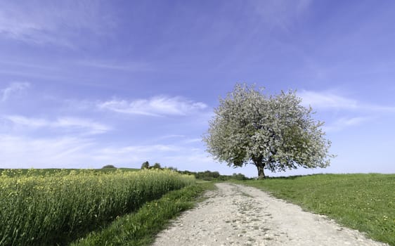 a countrylane and a tree in blossom