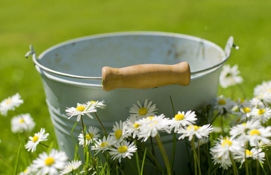 a bucket  surrounded with flowers