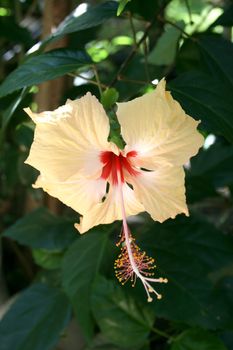 A single beautiful hibiscus flower