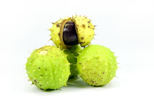 a chestnut composition on white background