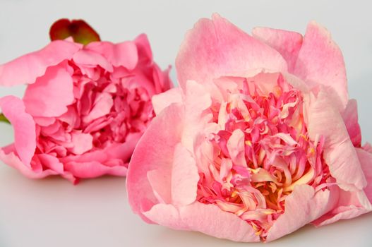 Twp pink peonies isolated on white