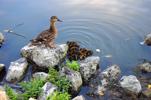 Duck and babies in pond