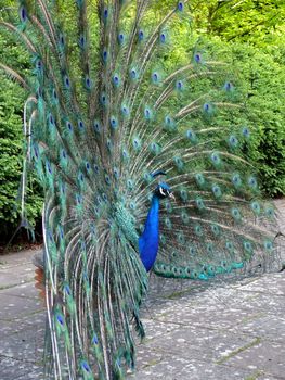 portrait of beautiful peacock from side 