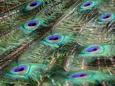 close-up portrait of beautiful peacock feathers