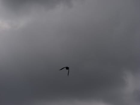 Bird flying in the rain