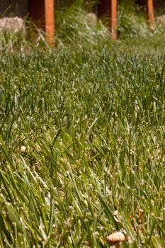 Green grass lawn on a summer day