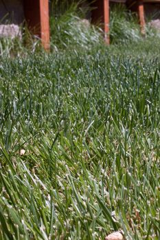 Green grass lawn on a summer day