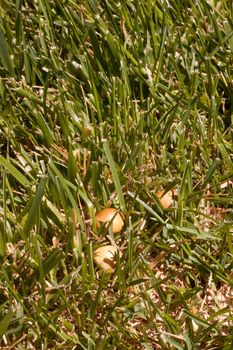 Green grass lawn on a summer day