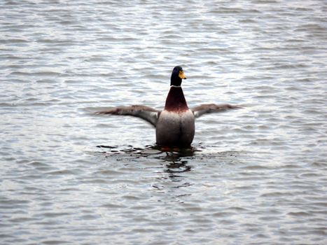 portrait of male mallard duck in test flight mode