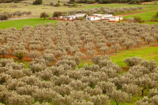 Typical small farm in Greece (Peloponnes), Europe, mainly depending on olive orchards.