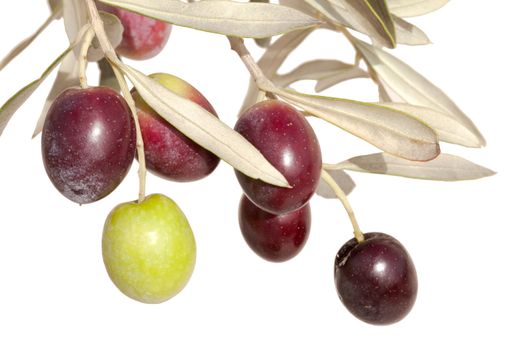 Ripe green and black olives on branch with leaves isolated on white background.