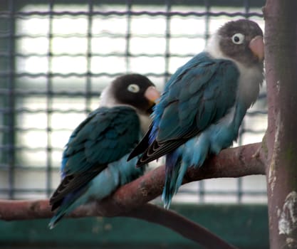 portrait of blue parrots in tree