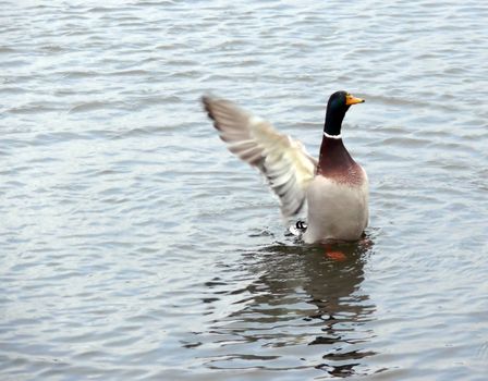 portrait of male mallard duck in calm ocean