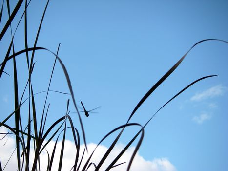 portrait of a dragonfly in blue sky