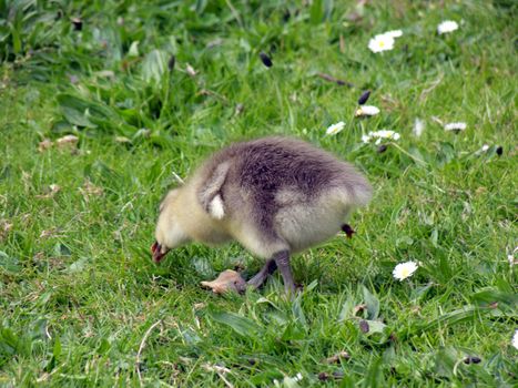 portrait of white-fronted goose (Anser albifrons)