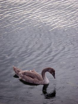 portrait of young swan in ocean