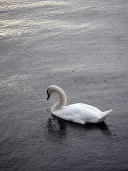 portrait of white swan in ocean