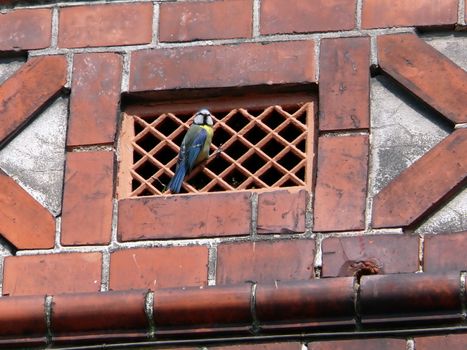 portrait of blue tit bird (Parus caeruleus or Cyanistes caeruleus) in ventilation hole