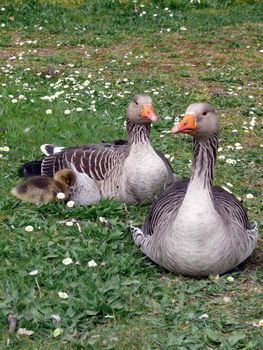 portrait of white-fronted goose (Anser albifrons)
