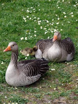 portrait of white-fronted goose (Anser albifrons)