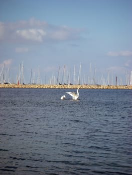 portrait of swan flapping wings on summerday in marina
