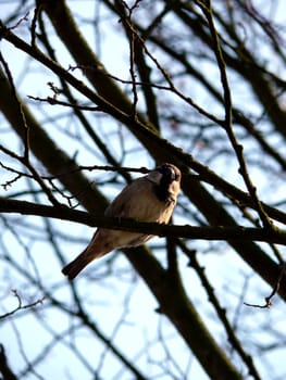 portrait of bird overhead watching