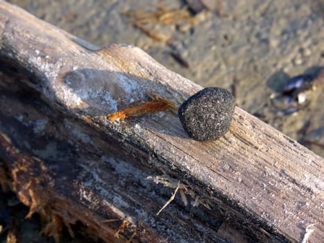 portrait of stone on log at beach
