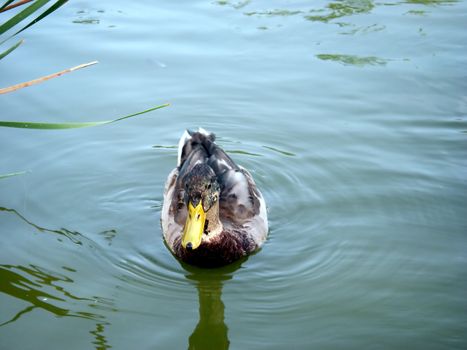 portrait of male mallard duck in lake
