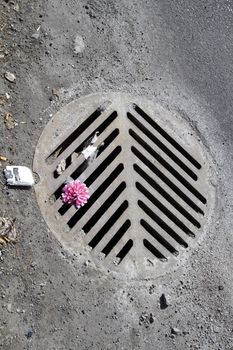 pink flower laying on top of a manhole among trash