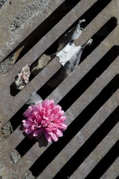 pink flower laying on top of a manhole among trash