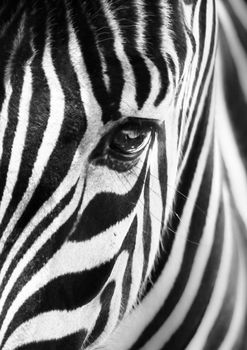 Artistic closeup portrait of a zebra - emphasized graphical pattern.