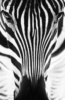 Artistic black and white closeup portrait of a zebra - emphasized graphical pattern.