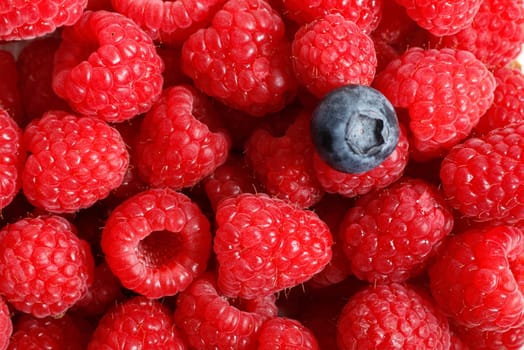 Blueberry on a background of raspberries