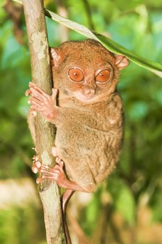 Tarsier monkey is an endangered species living predominantly on Philippinian island Bohol.