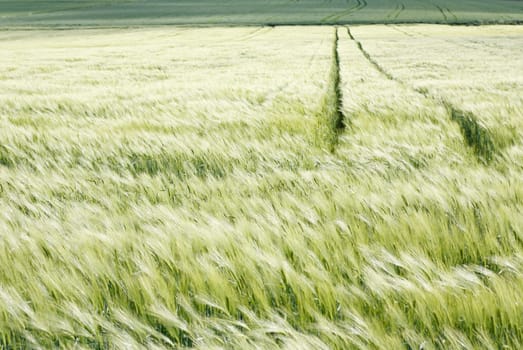 A green field with wheel tracks