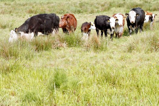 Cows grazing on a field