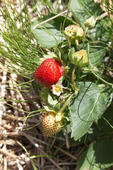 All the stage of a growing strawberrie, from flower to ripe fruit