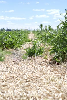 Alley of straw from a strawberrie field during a bright summers day