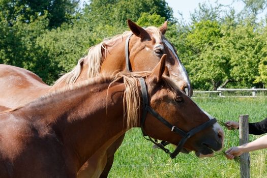 Feeding two horses