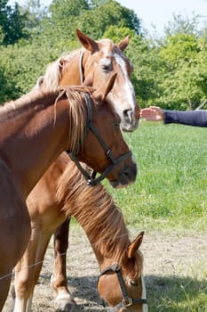 Feeding three horses