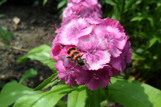 Turkish clove, red beetle on a flower