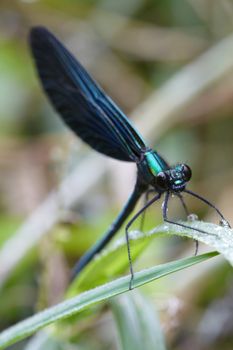 Dragonfly outdoor in summer morning. Macro image