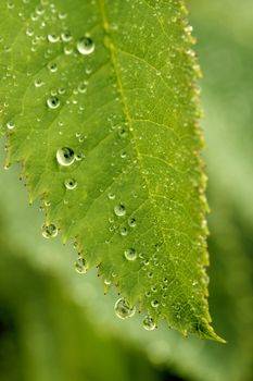 Macro shot of green leaf with water drops from dew and veins