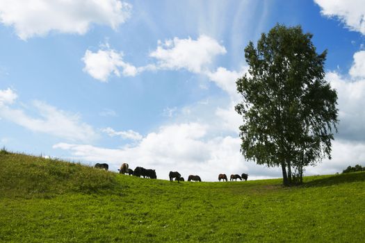 Horses graze in a field. Lithuania, august July