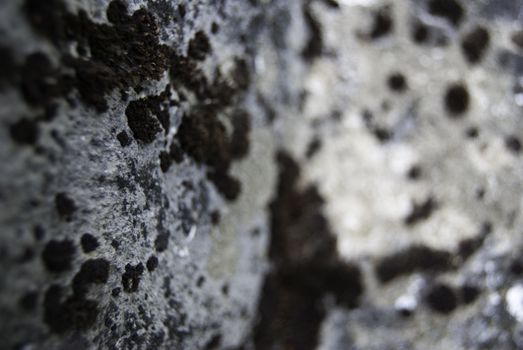 moss on a rock in romania