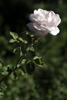 nice white rose with green background