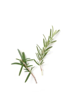 Rosemary isolated on white background